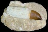 Huge, Rooted Mosasaur (Prognathodon) Tooth #114479-1